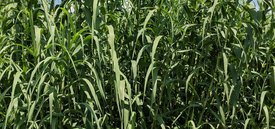 Image of Giant Reed Grass