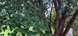 Image of Gingko