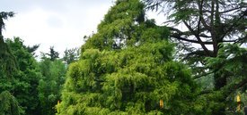 Image of Goldenthread Leaf Falsecypress