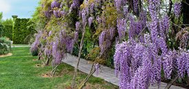 Image of Wisteria