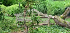 Image of Japanese Cedar