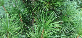 Image of Japanese Umbrella Pine