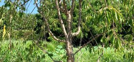 Image of Japanese Weeping Cherry