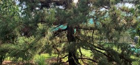 Image of Japanese Black Pine