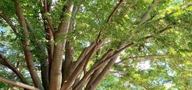 Image of Japanese Zelkova