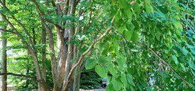 Image of Katsura Tree