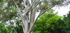 Image of Lacebark Pine