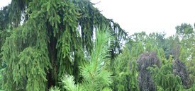 Image of Limber Pine