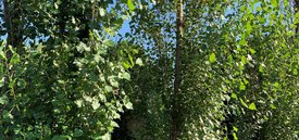 Image of Lombardy Poplar