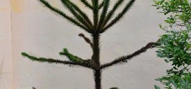 Image of Monkey Puzzle Tree