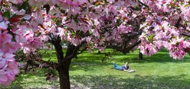 Image of Strawberry Parfait Crabapple Tree