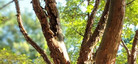 Image of Paperbark Maple