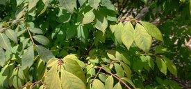 Image of Red Twig Dogwood