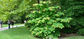 Image of Rising Sun Redbud