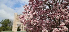 Image of Saucer Magnolia Tree