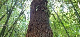 Image of Scotch Pine