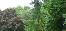 Image of Serbian Spruce