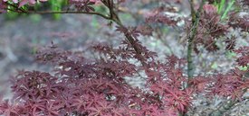 Image of Skeeter's Broom Japanese Maple