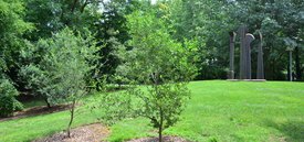 Image of Southern Live Oak