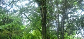 Image of Thorned Honey Locust