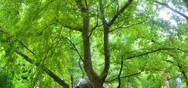 Image of Trident Maple