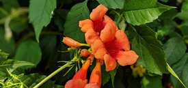 Image of Trumpet Vine