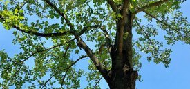 Image of Tulip Tree