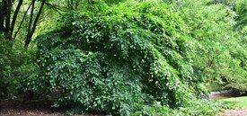 Image of Weeping European Hornbeam