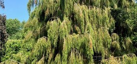 Image of Weeping Needle Juniper