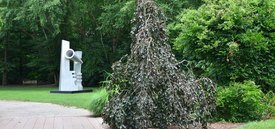 Image of Weeping Purple Beech