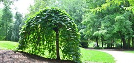 Image of Weeping Redbud