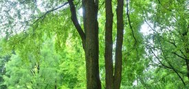 Image of Winged Elm