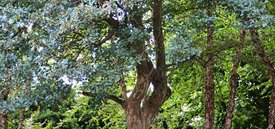 Image of Winter King Hawthorn