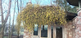 Image of Winter Jasmine