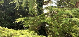 Image of Golden Deodar Cedar