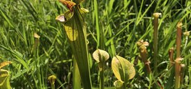 Image of Pitcher Plant