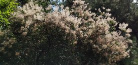 Image of Smoke Bush