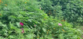 Image of Wildflower Berm