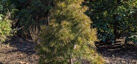 medium size dark green pine tree